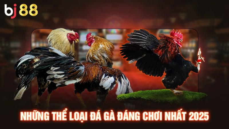 Những thể loại đá gà đáng chơi nhất 2025